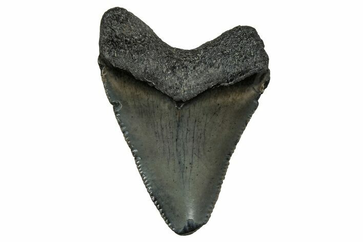 Serrated, Juvenile Megalodon Tooth - South Carolina #353300